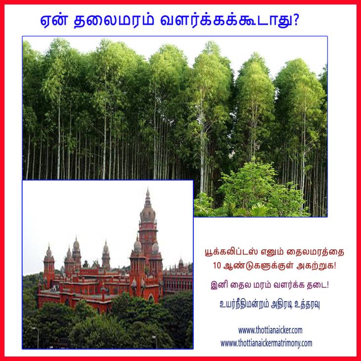 தைலமரங்களை அகற்ற உயர்நீதிமன்றம் அதிரடி உத்தரவு! 