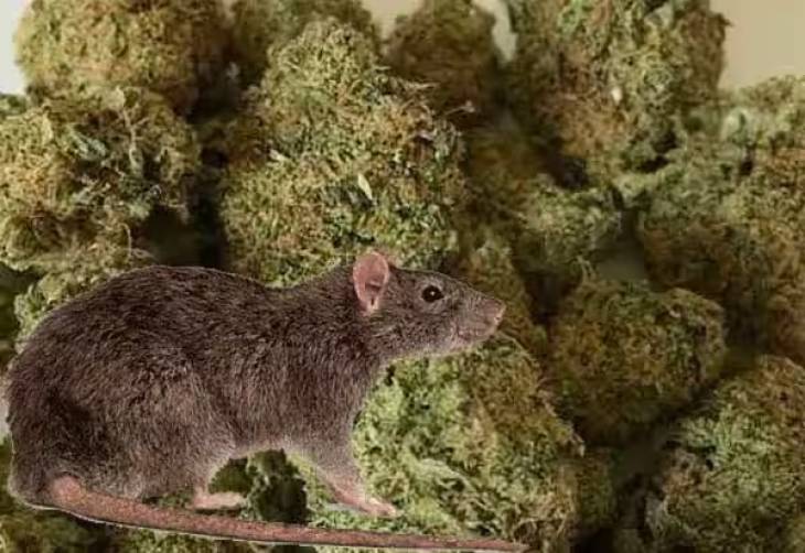 கஞ்சா வியாபாரிகளை காப்பாற்றிய எலி: போலீஸுக்கு பல்பு