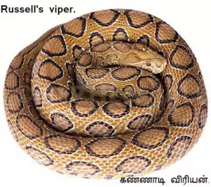 அதிகரிக்கும் கண்ணாடி விரியன் பாம்புகள் - பலியாகும் உயிரினங்கள்.