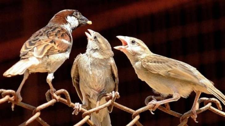 சிட்டுக்குருவிகளை அழித்த சீனாவுக்கு வெட்டுக்கிளிகள் புகட்டிய பாடம்!