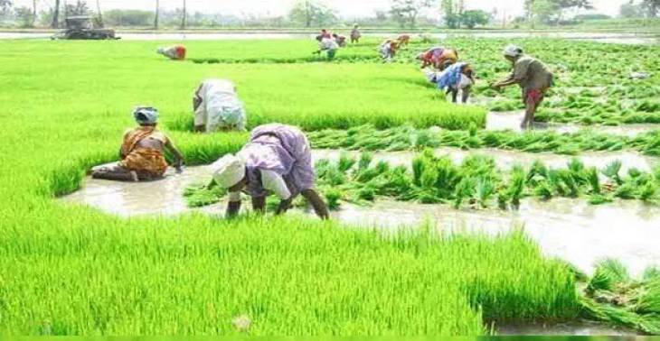 அதிகரிக்கும் அரிசி விலை - பின்னனி அரசியல் என்ன? 