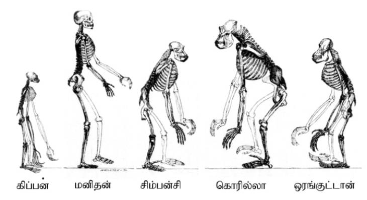 இன அரசியல்-1 : மனித இனத்தின் தோற்றமும் - பரவலும்