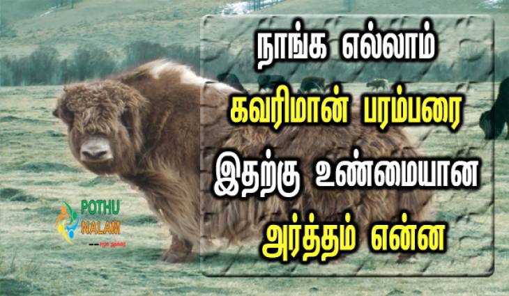 நாங்கெல்லாம் கவரிமான் பரம்பரை என்று அடிக்கடி சொல்பவரா? அது மான் அல்ல மாடு என்பது தெரியுமா?