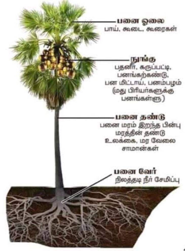 மின்னல் ஏன் பனைமரத்தையே தாக்குகிறது தெரியுமா?