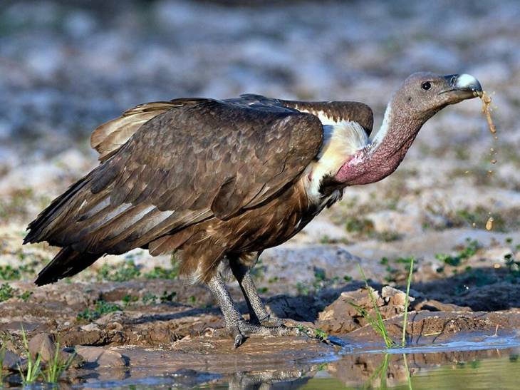 கழுகுகளை அழிவிலிருந்து காப்போம் - சுற்றுச்சூழலை பாதுகாப்போம்